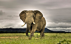 Elephant