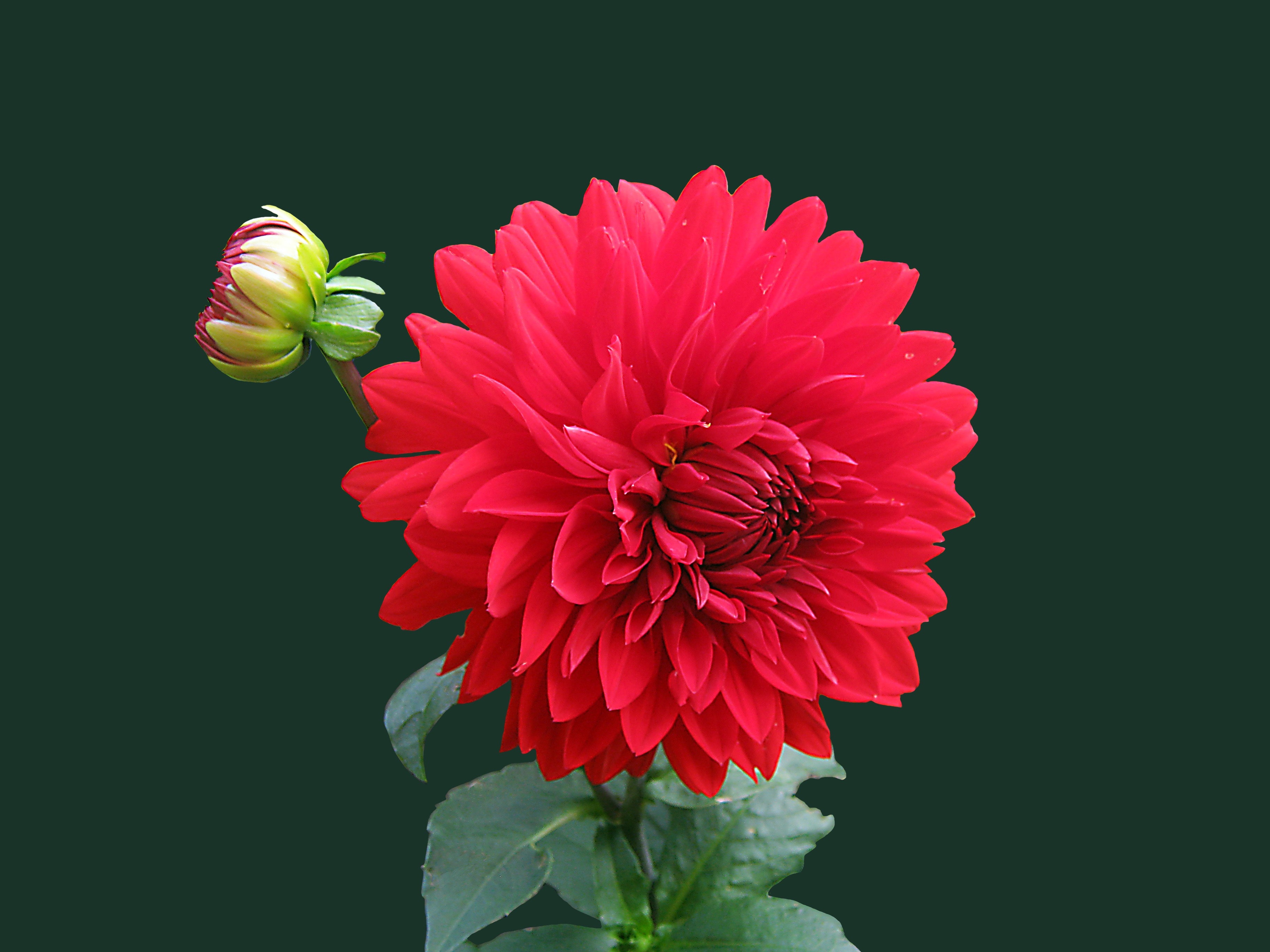 Mobile Banner